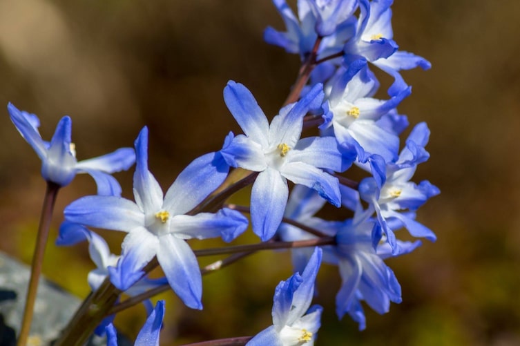 Blausternchen, Pflanzenporträt, Garten, Gartenwissen, Frühlingsblume