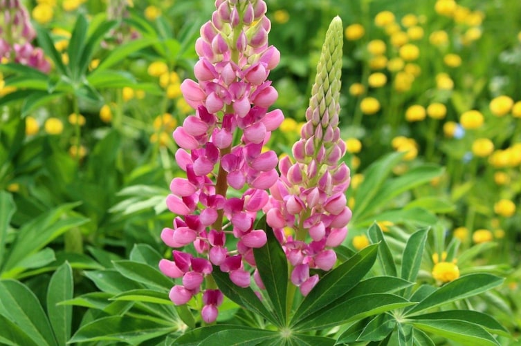 Garten-Lupinen, rosa, Staudenpflanze, Pflege, Standort, Gartenwissen, Blume