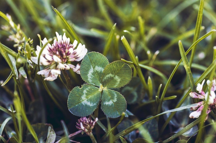 Vierblättriges Kleeblatt, Glücksbringer Pflanze, Glücksbringer Ideen, Glücksbringer aus der Natur