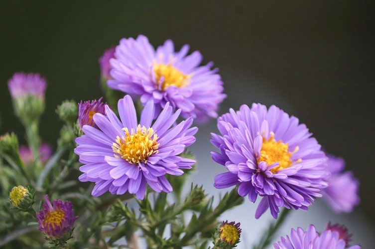 Herbstaster, Herbstblume, Pflanzenporträt