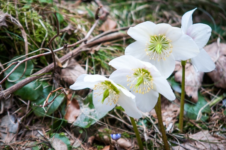 Pflanzenporträt, Christrose, Schneerose, Pflege, Blütezeit, Gartenwissen, Winterblüher