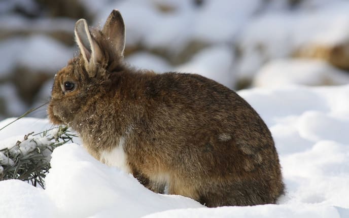 Tiere, Tierwissen, Kaninchen, Winter, Winterfell, Schnee, Wärme