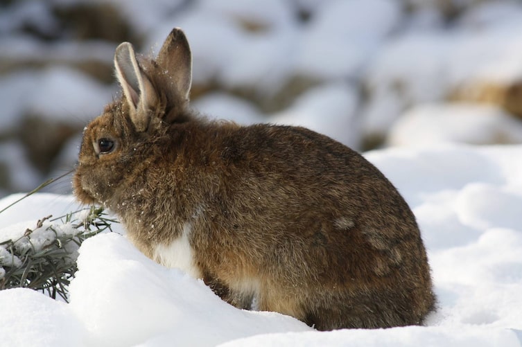 Tiere, Tierwissen, Kaninchen, Winter, Winterfell, Schnee, Wärme