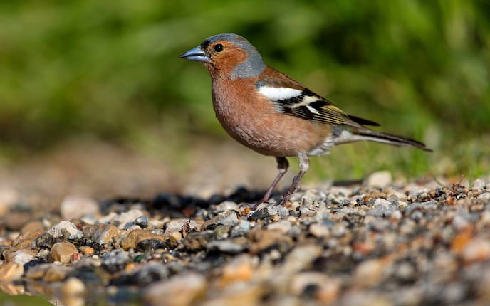 Buchfink, Singvogel, Vogeluhr