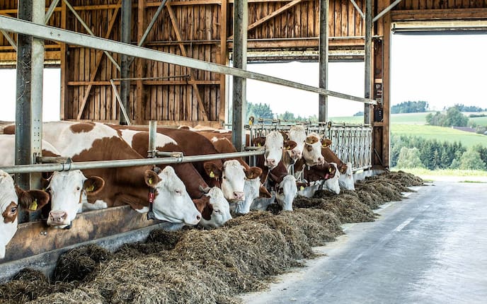 Kühe im Stall beim Fressen