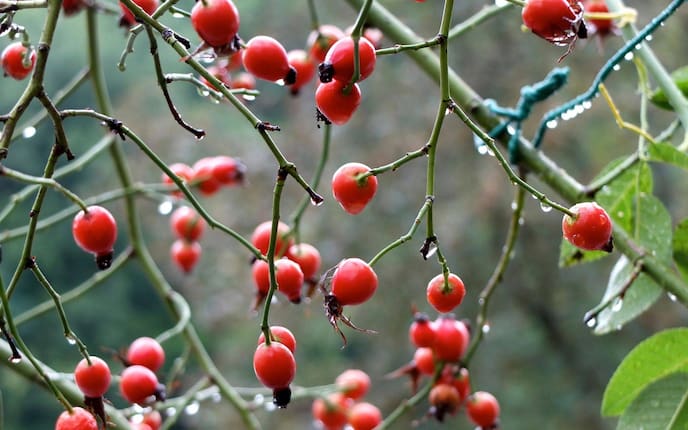 Hagebutte, Frucht, rot, Pflanze, Pflanzenporträt