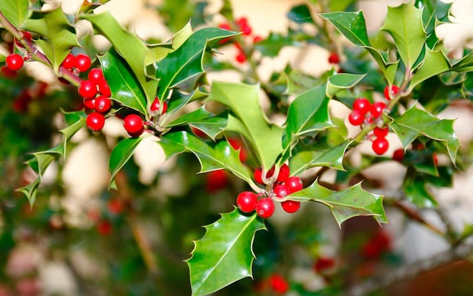 Was sind Weihnachtsäpfel? - Servus