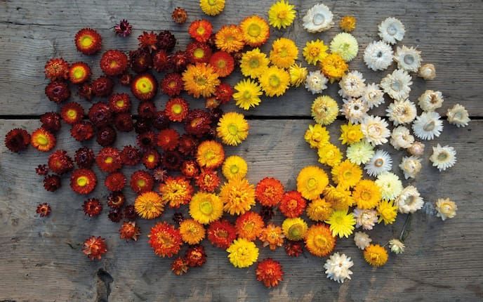 weiße, gelbe, orange, rote Stroblumen, Holzplatte vintage