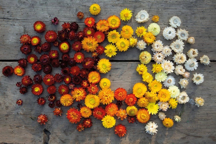 weiße, gelbe, orange, rote Stroblumen, Holzplatte vintage