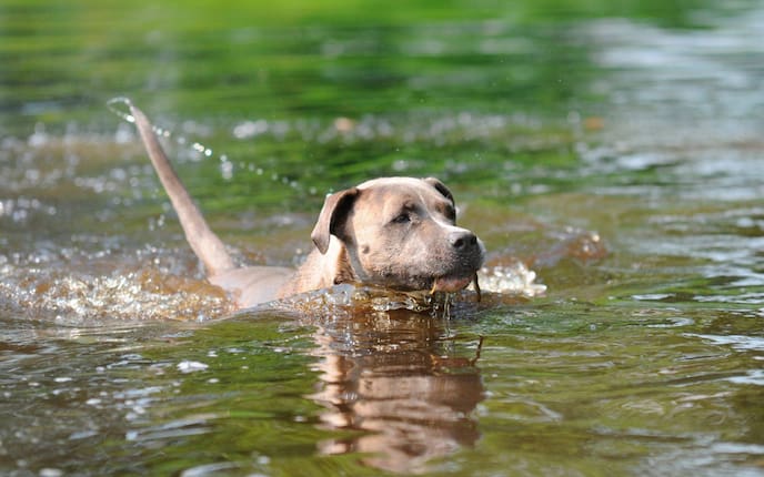 Hund, schwimmen, Wasser, Tierwissen, Tiere