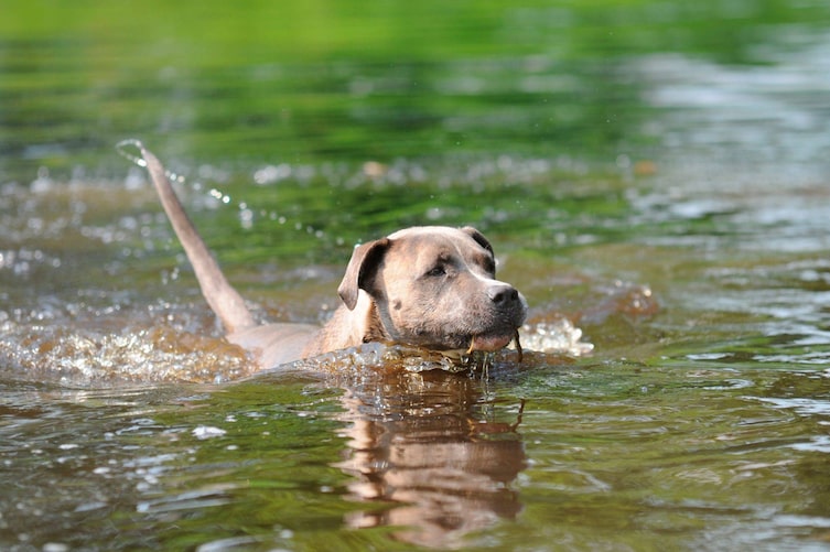 Hund, schwimmen, Wasser, Tierwissen, Tiere