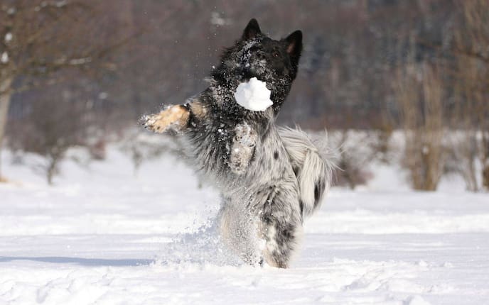 Tier, Tierwissen, Hund, Spielen im Schnee, Schneeball, Schnee essen, Schneegastritis