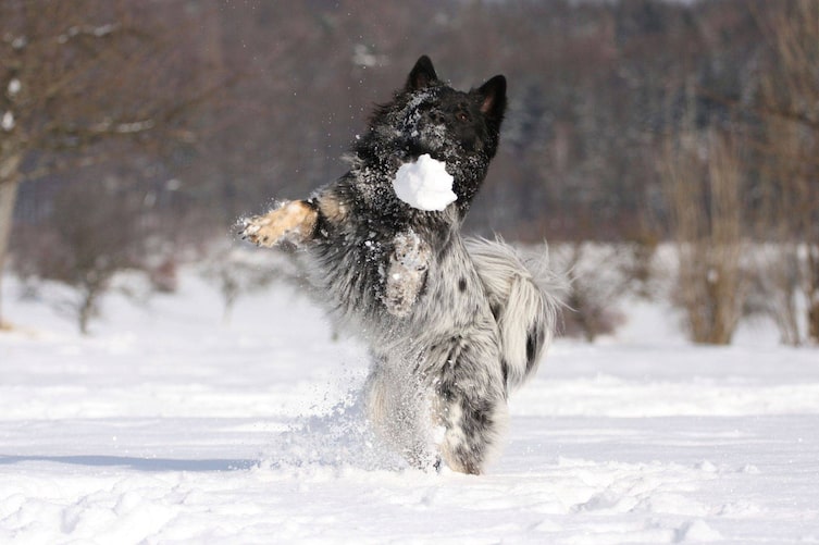Tier, Tierwissen, Hund, Spielen im Schnee, Schneeball, Schnee essen, Schneegastritis