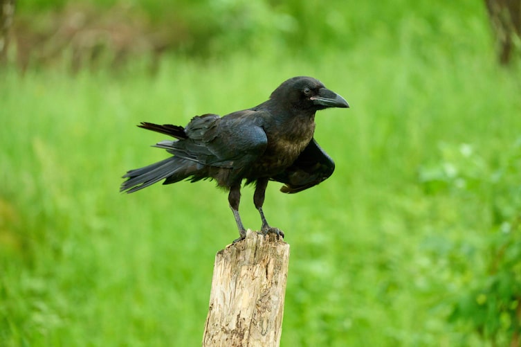 Rabenvögel, Vögel, Rabe, Kolkrabe, Tierwissen