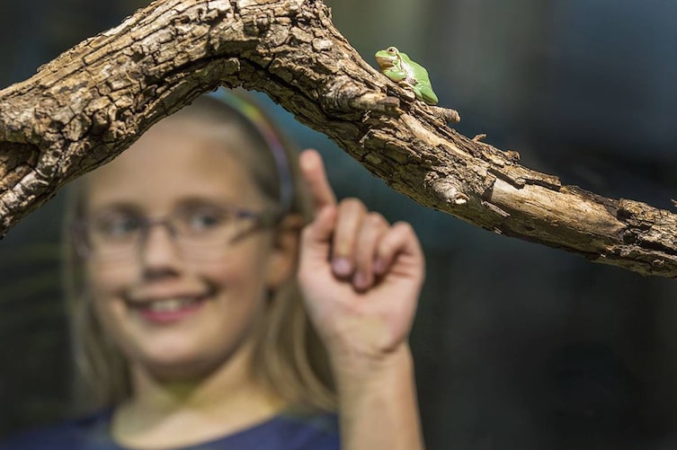 40 heimische Tierarten leben im Zoo, der sich im Haus für Natur befindet.