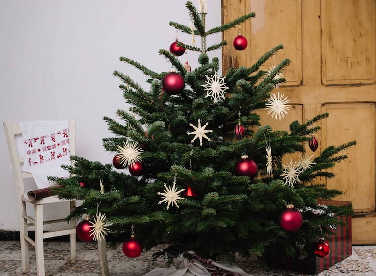 Woher kommt der Christbaum? - Servus