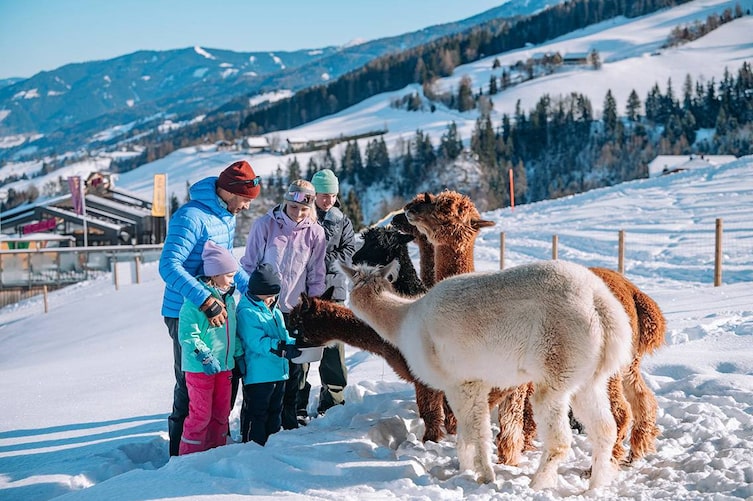 Alpakas füttern, Kinder, Familien