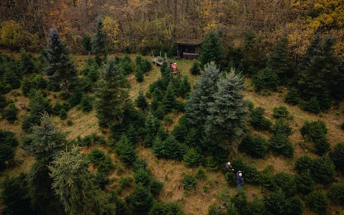 Christbaumwald, Auswahl Christbaum, Sortenkunde