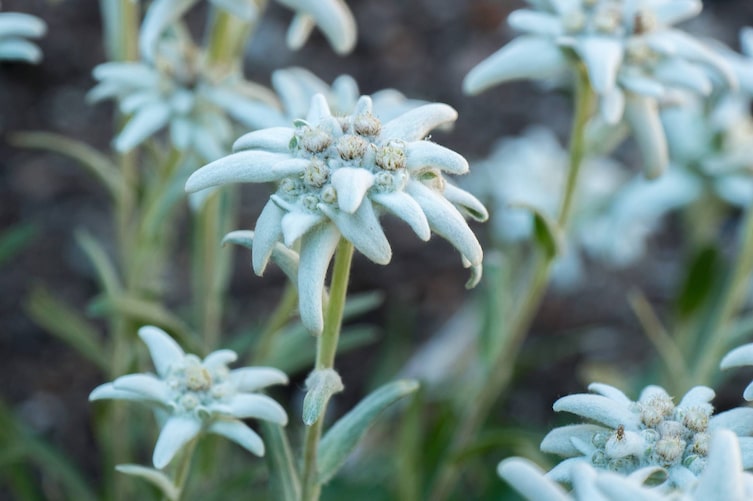 Edelweiß Blume, Blüte