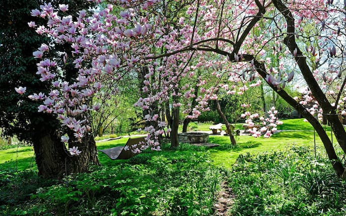 Magnolien, Garten, Sommer