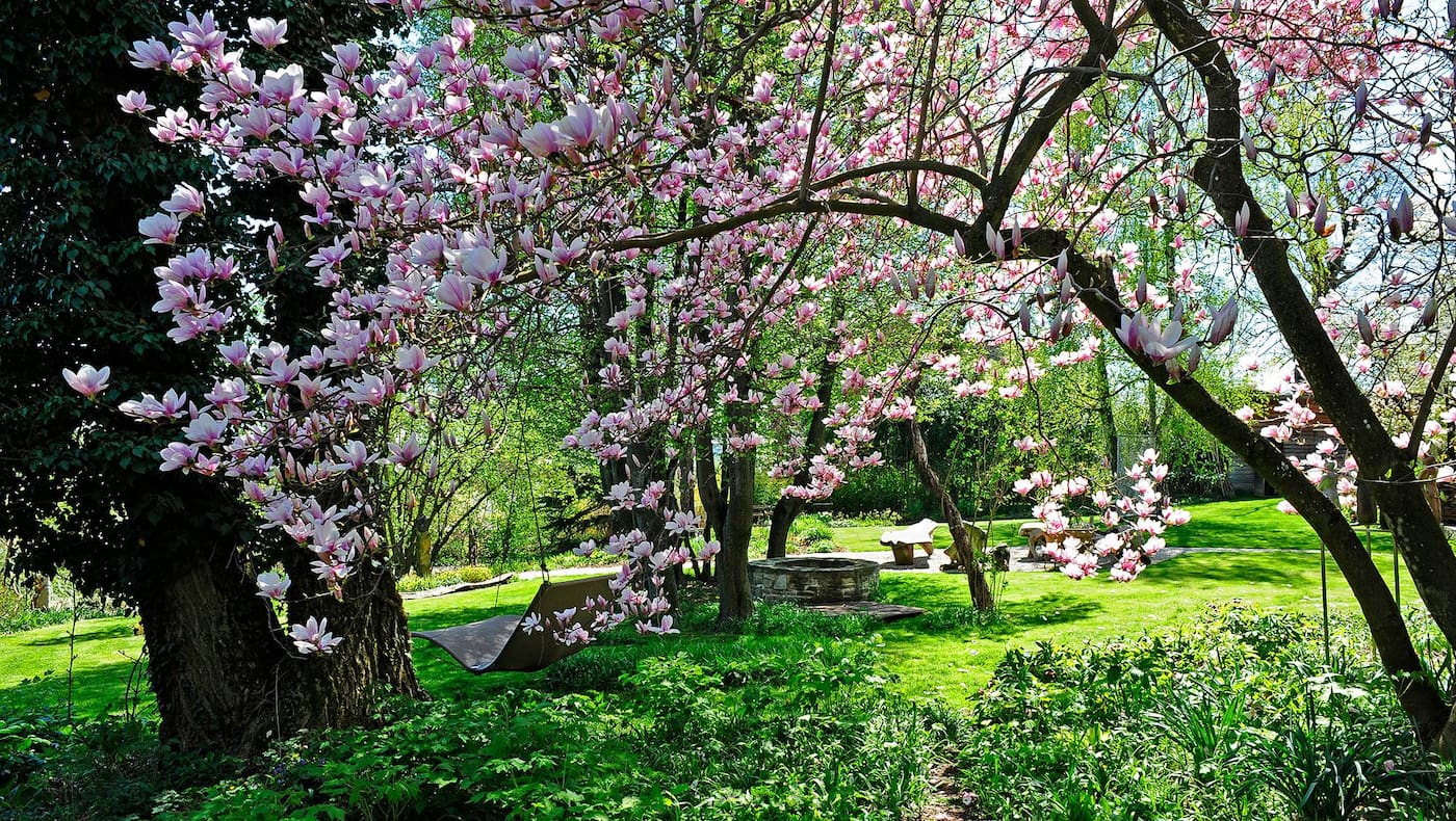 Magnolien, Garten, Sommer