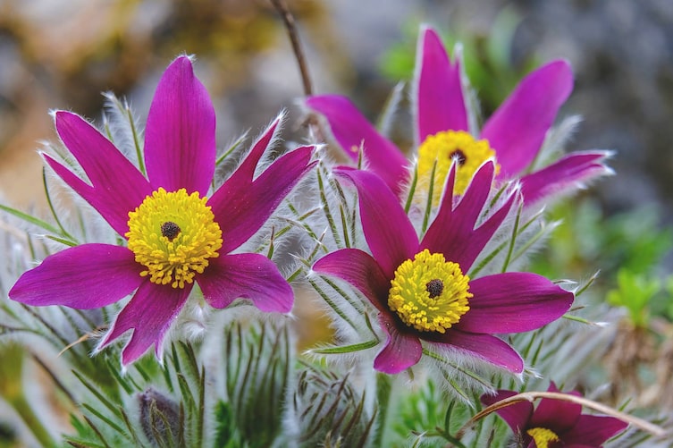 Garten, Blumen, Pflanzen, Pflanzenporträt, Kuhschelle, Küchenschelle, Pasqueflower