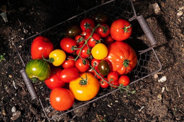 Tomaten im Stahlkorb