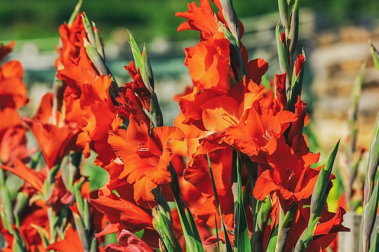 Gladiole, Schwertliliengewächs, Garten-Gladiole, Blume, Gartenwissen, Pflege, Standort