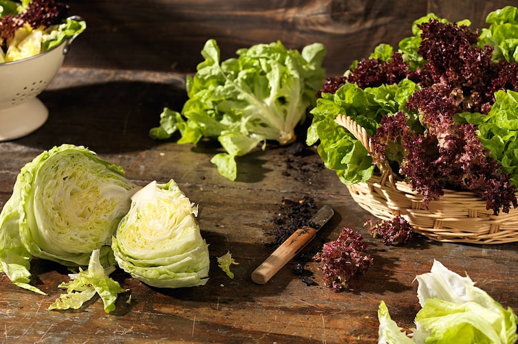 Salat, Schneidebrett, Pflanzenporträt, Salat anbauen