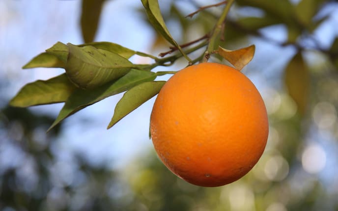 Orangenbaum aus Kern ziehen (Bild: Thinkstock)