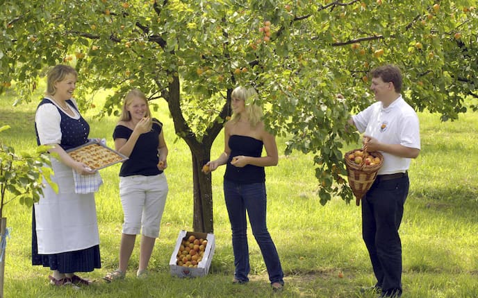 Marillen, Familie Aufreiter