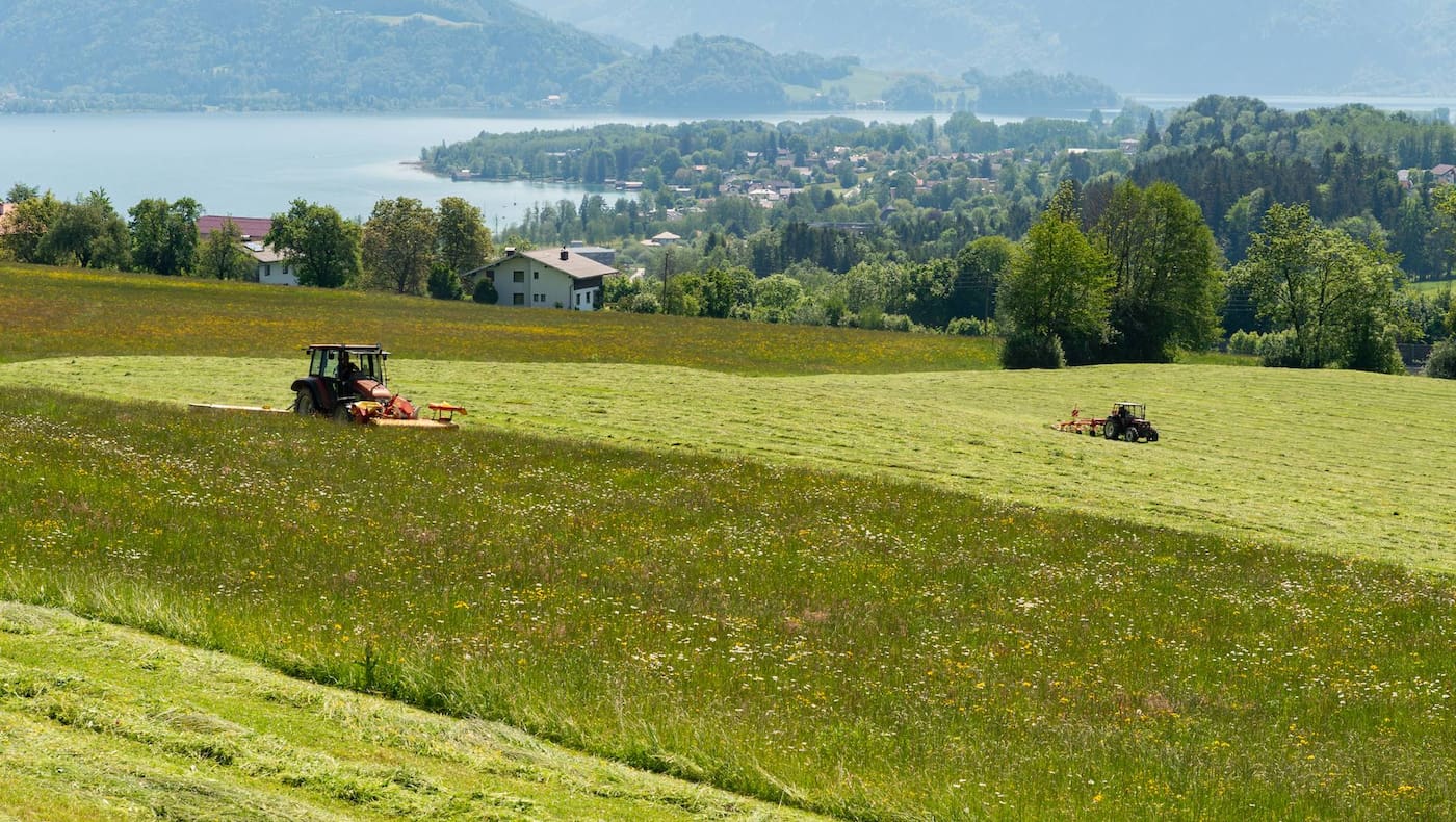 Bunte Wiesen im Sommer, natürliches Heu im Winter stehen auf dem Speiseplan von Heumilchkühen