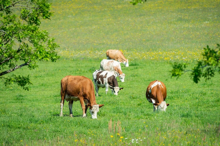 Perlenkühe weiden auf einer blühenden Wiese