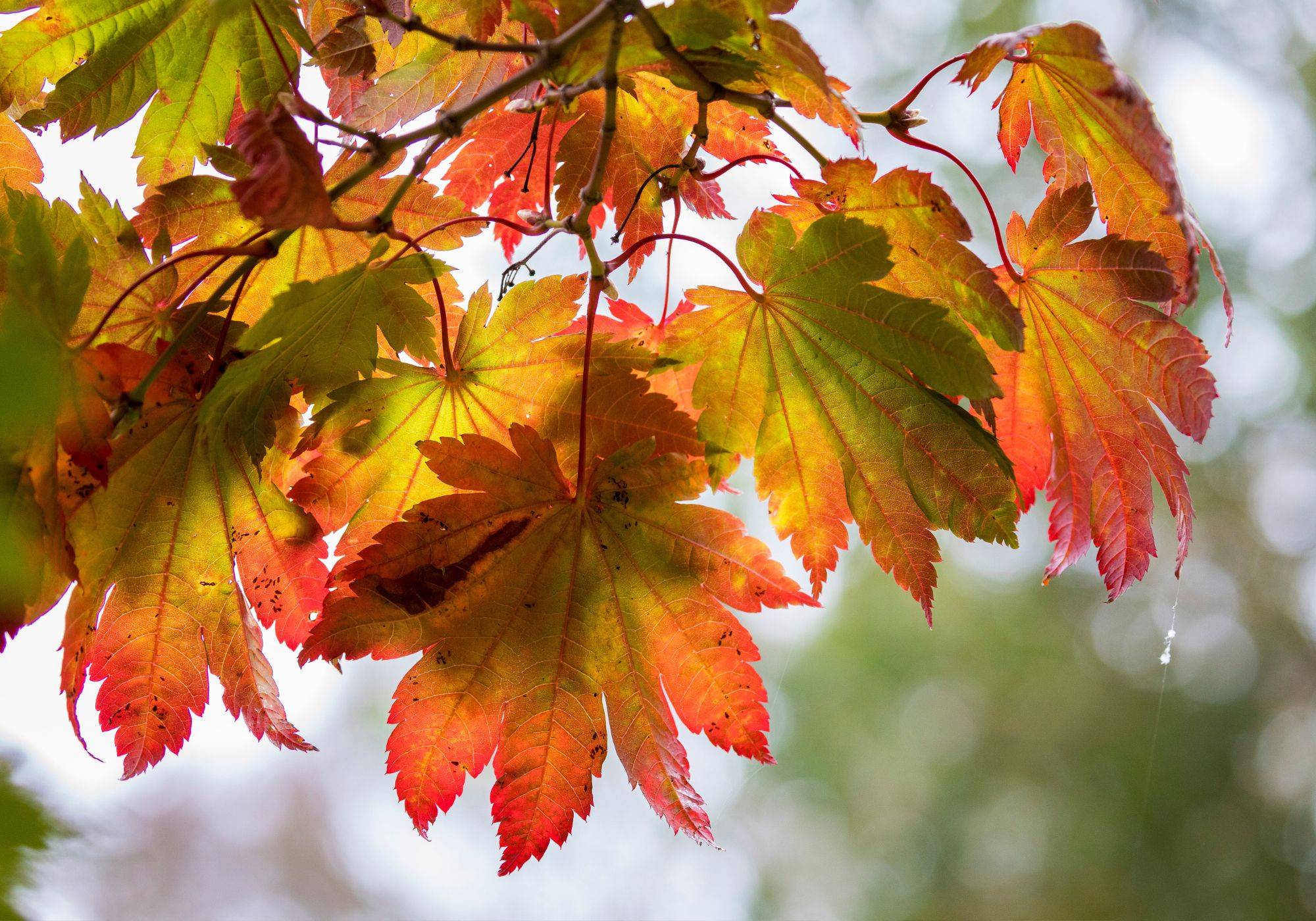 Warum Färben Sich Im Herbst Die Blätter Bunt? - Servus