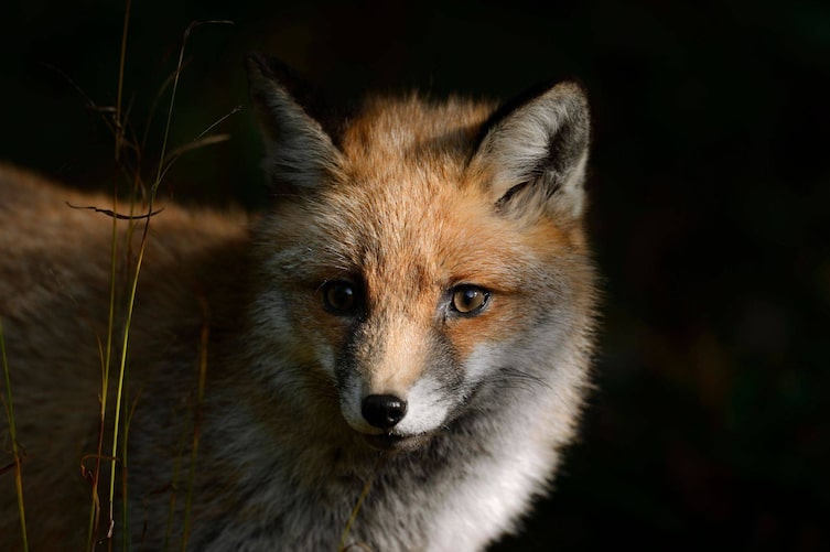 Ein Fuchs bei Nacht.