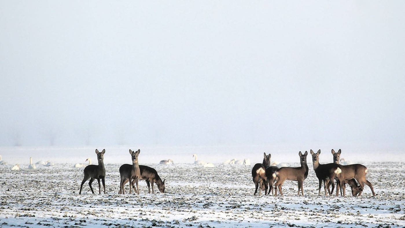 Tiere, Schnee, Rehe, Boch