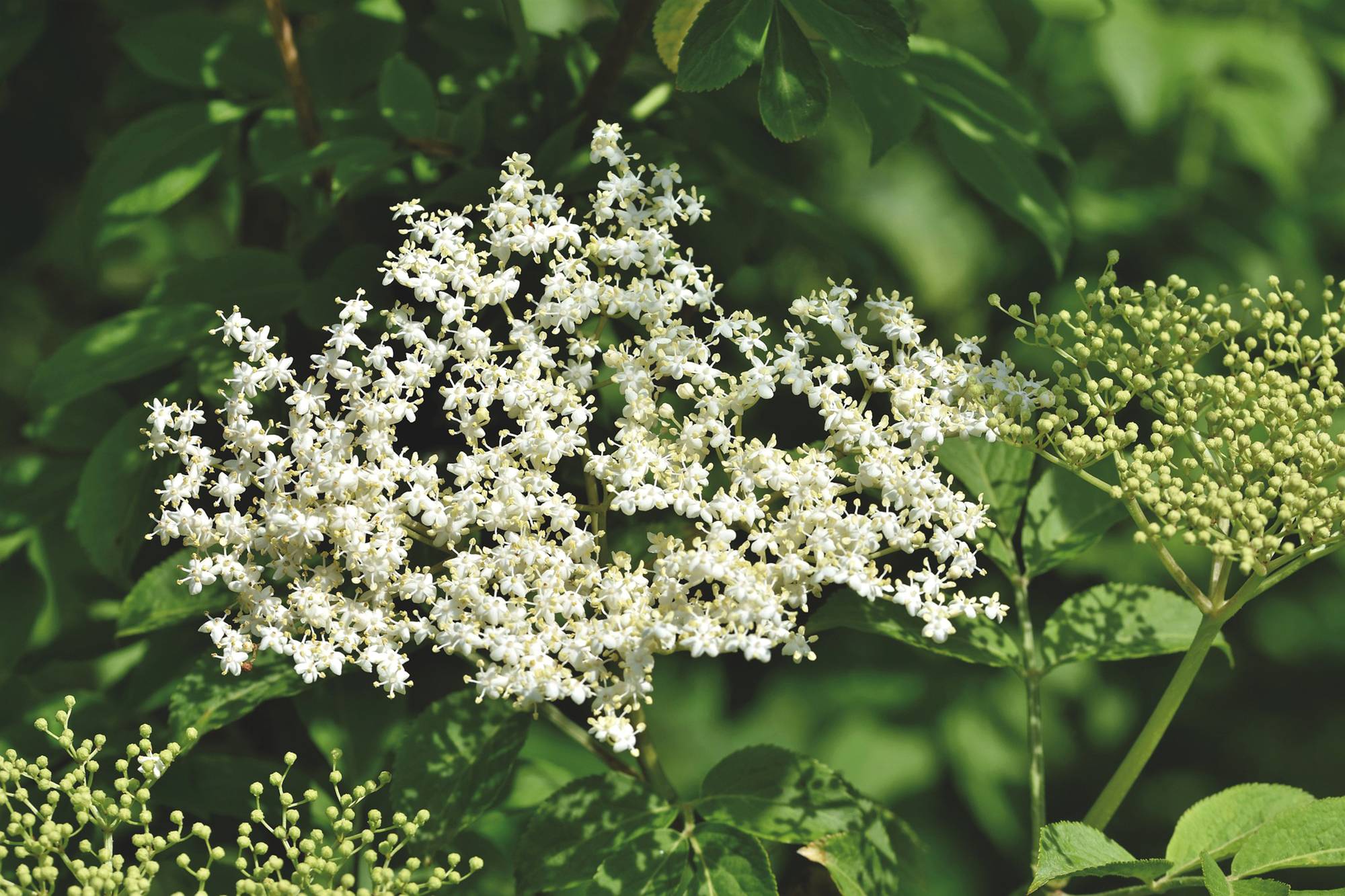 Holunder – Blüte, Ernte, Verwendung - Servus