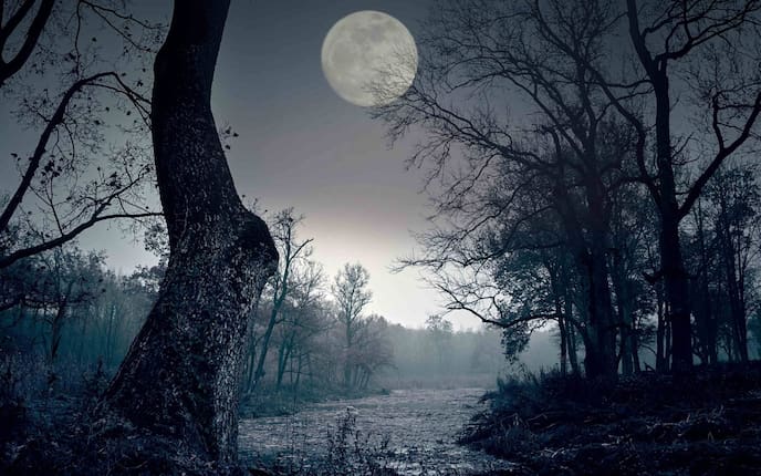 Vollmond, Wald, Nacht