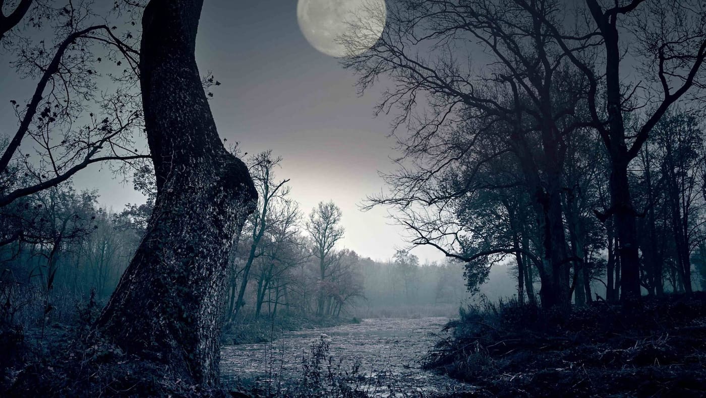 Vollmond, Wald, Nacht