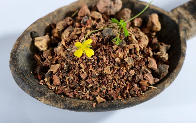 Tormentil (getrocknet und Blüte) auf Holzlöffel