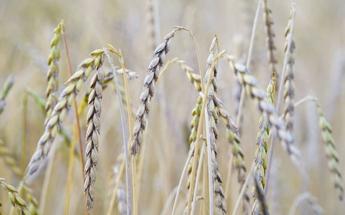 Dinkel (Foto: Pixabay/ Hans Braxmeier)