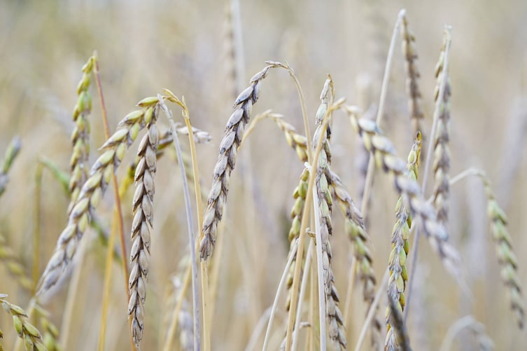 Dinkel (Foto: Pixabay/ Hans Braxmeier)