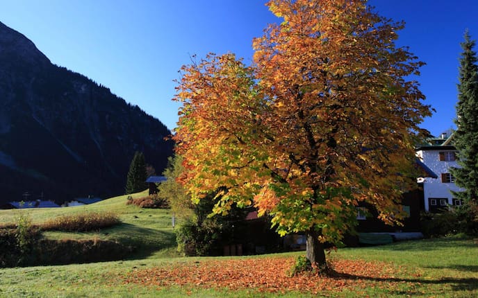 Baum, Herbst, bunte Blätter