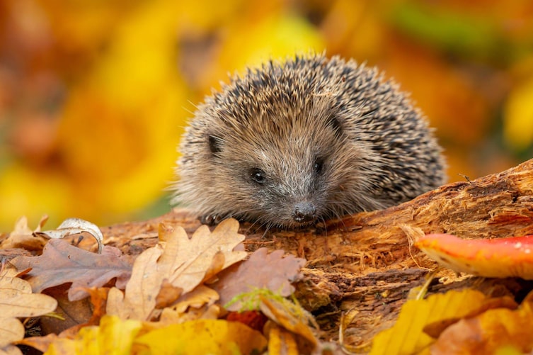 Igel, Herbst, Wald, Blätter