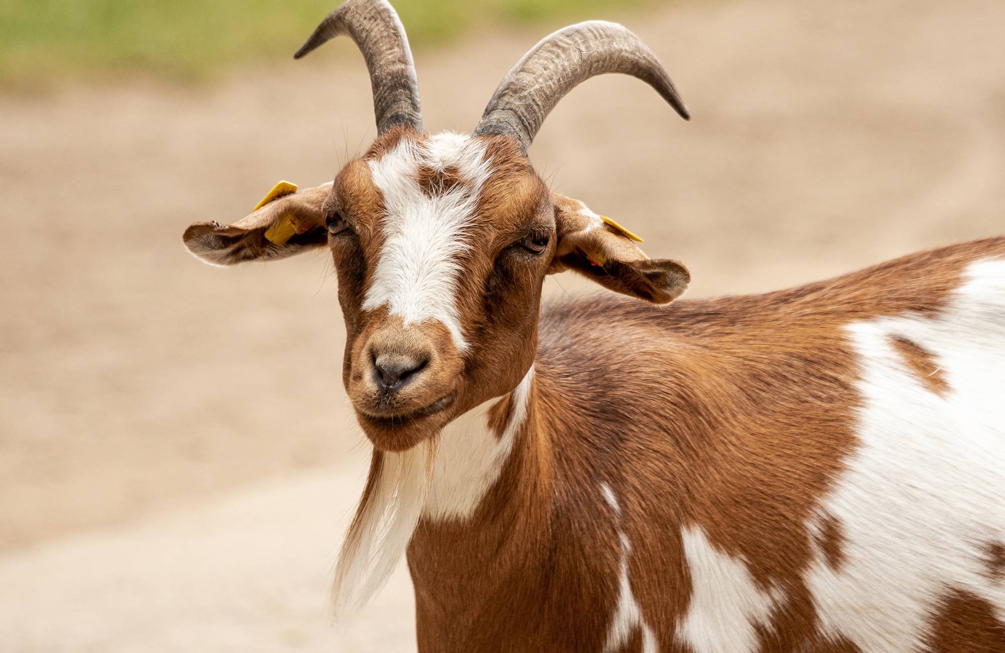 Zwergziegenbock, böcke, Zwergziegen, Bock, fashion Ziegen, Jungböcke