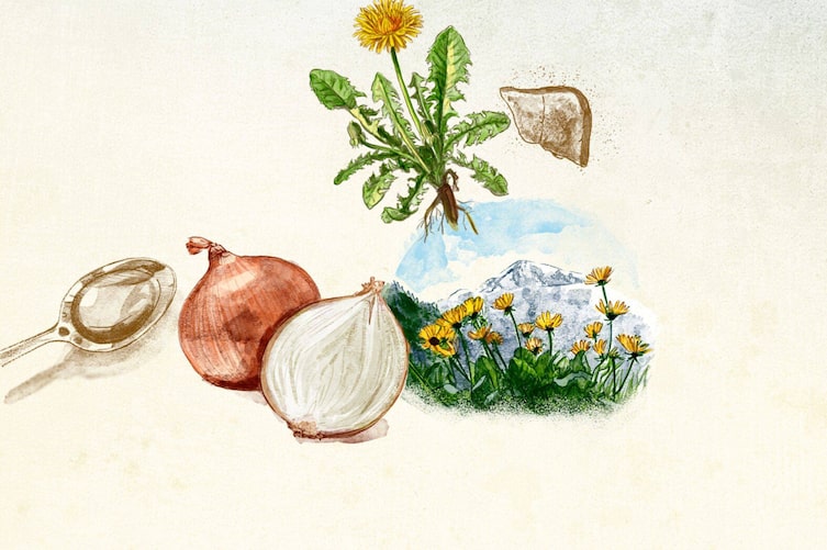 Hausmittel aus dem Küchenkastl, Illustration, Zwiebel