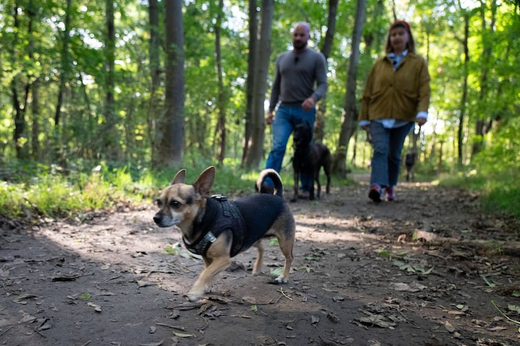 Hündin Wilma mit Hundeflo Florian Günther und Mesi Tötschinger im Wiener Prater.