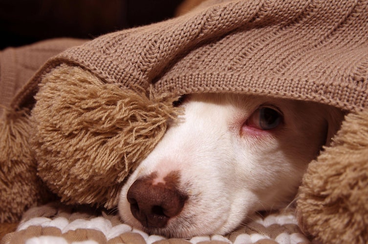 Ängstlicher Hund, Hundetraining, Hundepodcast, Hund unter einer Decke