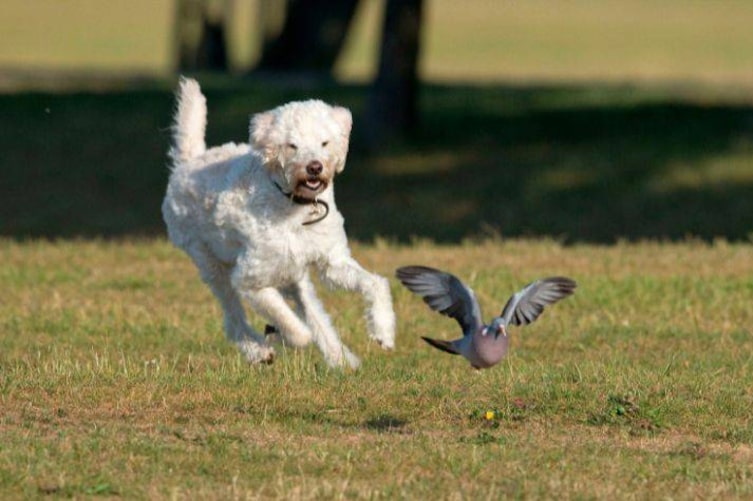 Ein Hund, der einer Taube nachjagt.